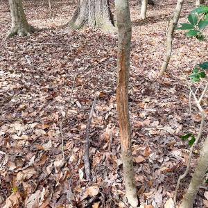 Photo #36 of Off Freeman Mill Rd, Whaleyville, VA 59.0 acres