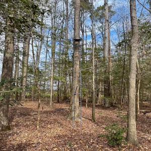 Photo #47 of Off Freeman Mill Rd, Whaleyville, VA 59.0 acres