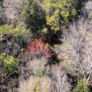 Photo #10 of SOLD property in Off Minturn Avenue, Hamlet , NC 0.8 acres