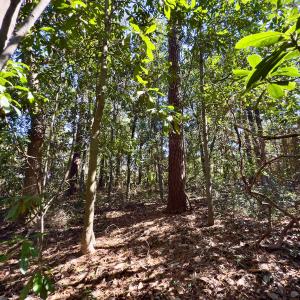 Photo #13 of SOLD property in Off Minturn Avenue, Hamlet , NC 0.8 acres