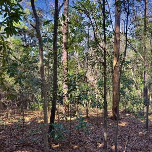 Photo #18 of SOLD property in Off Minturn Avenue, Hamlet , NC 0.8 acres
