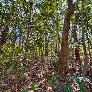 Photo #7 of SOLD property in Off Minturn Avenue, Hamlet , NC 0.8 acres