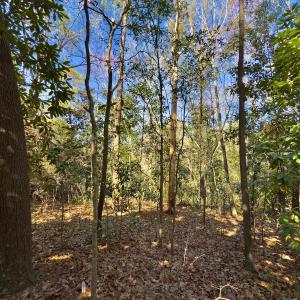 Photo #8 of SOLD property in Off Minturn Avenue, Hamlet , NC 0.8 acres