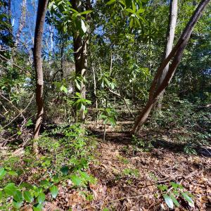 Photo #23 of SOLD property in Off Minturn Avenue, Hamlet , NC 0.8 acres