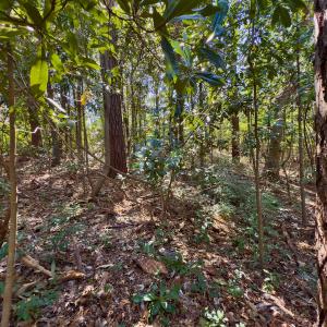 Photo #24 of SOLD property in Off Minturn Avenue, Hamlet , NC 0.8 acres