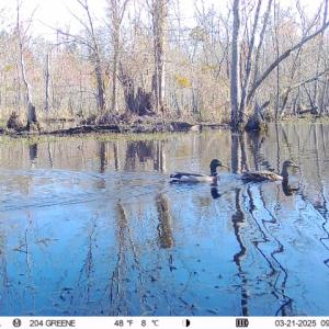 Photo #26 of 973 Mosely Road, Walstonburg, NC 204.2 acres