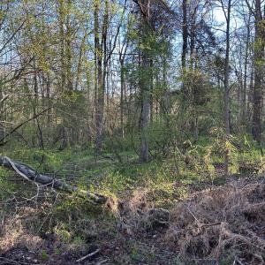 Photo #13 of 1006 Stephenson Road, Benson, NC 7.5 acres