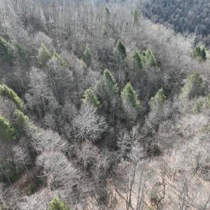 Photo #5 of Off Helen Henderson Highway, Honaker, VA 21.0 acres