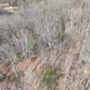 Photo #6 of Off Helen Henderson Highway, Honaker, VA 21.0 acres
