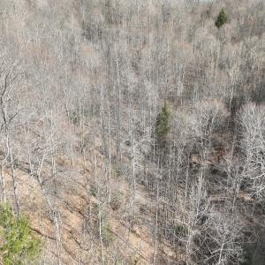 Photo #22 of Off Helen Henderson Highway, Honaker, VA 21.0 acres