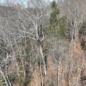 Photo #23 of Off Helen Henderson Highway, Honaker, VA 21.0 acres