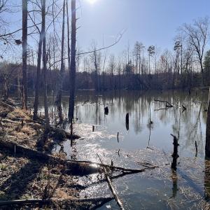 Photo #13 of SOLD property in Off Purcell rd , Reidsville, NC 143.5 acres