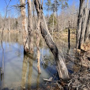 Photo #26 of SOLD property in Off Purcell rd , Reidsville, NC 143.5 acres