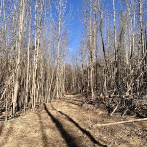 Photo #27 of SOLD property in Off Purcell rd , Reidsville, NC 143.5 acres