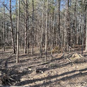 Photo #29 of SOLD property in Off Purcell rd , Reidsville, NC 143.5 acres