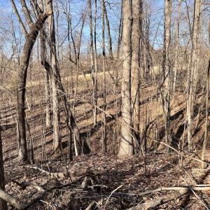 Photo #32 of SOLD property in Off Purcell rd , Reidsville, NC 143.5 acres
