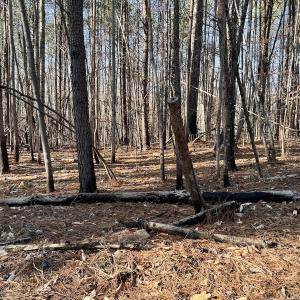 Photo #33 of SOLD property in Off Purcell rd , Reidsville, NC 143.5 acres