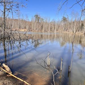 Photo #3 of SOLD property in Off Purcell rd , Reidsville, NC 143.5 acres