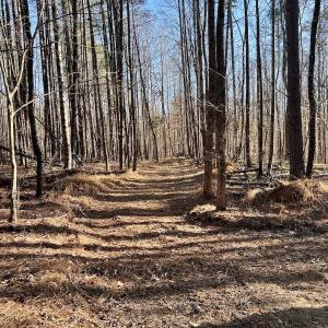 Photo #7 of SOLD property in Off Purcell rd , Reidsville, NC 143.5 acres
