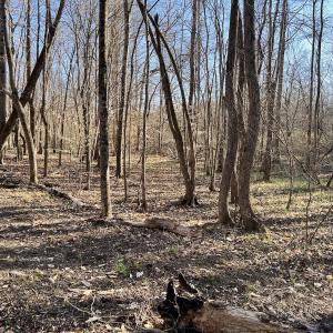 Photo #41 of SOLD property in Off Purcell rd , Reidsville, NC 143.5 acres