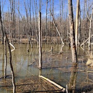 Photo #42 of SOLD property in Off Purcell rd , Reidsville, NC 143.5 acres