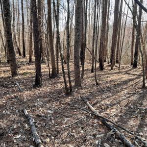 Photo #44 of SOLD property in Off Purcell rd , Reidsville, NC 143.5 acres