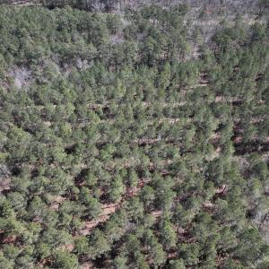 Photo #35 of 7725 Swift Creek School Road, Whitakers, NC 210.0 acres