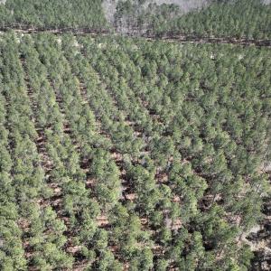 Photo #38 of 7725 Swift Creek School Road, Whitakers, NC 210.0 acres