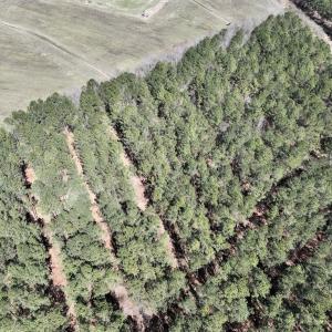 Photo #39 of 7725 Swift Creek School Road, Whitakers, NC 210.0 acres