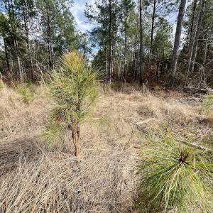 Photo #49 of 7725 Swift Creek School Road, Whitakers, NC 210.0 acres