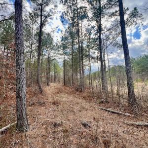Photo #52 of 7725 Swift Creek School Road, Whitakers, NC 210.0 acres