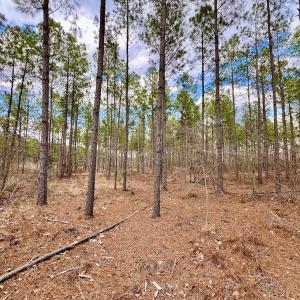 Photo #53 of 7725 Swift Creek School Road, Whitakers, NC 210.0 acres