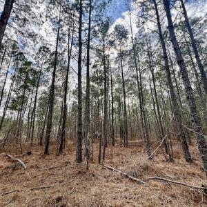 Photo #54 of 7725 Swift Creek School Road, Whitakers, NC 210.0 acres