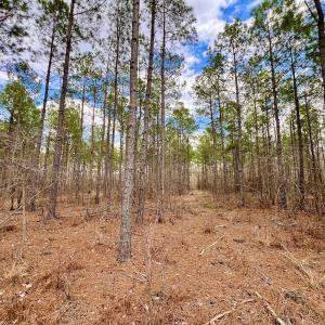 Photo #55 of 7725 Swift Creek School Road, Whitakers, NC 210.0 acres
