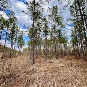 Photo #57 of 7725 Swift Creek School Road, Whitakers, NC 210.0 acres