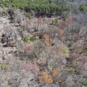 Photo #9 of Off Goodman Road, Lot 4, Pelham, NC 4.5 acres
