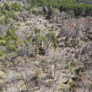 Photo #12 of Off Goodman Road, Lot 4, Pelham, NC 4.5 acres