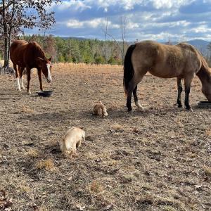 Photo #62 of 80 Oriskany Square , Eagle Rock, VA 35.8 acres
