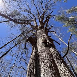 Photo #74 of 80 Oriskany Square , Eagle Rock, VA 35.8 acres