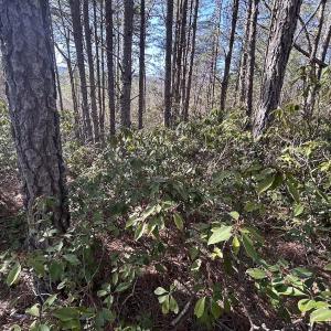 Photo #79 of 80 Oriskany Square , Eagle Rock, VA 35.8 acres