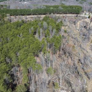 Photo #14 of Off Goodman Road, Lot-6, Pelham, NC 8.6 acres