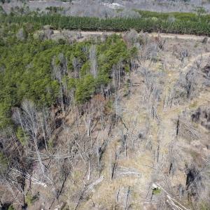 Photo #19 of Off Goodman Road, Lot-6, Pelham, NC 8.6 acres