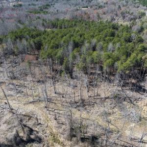 Photo #31 of Off Goodman Road, Lot-6, Pelham, NC 8.6 acres