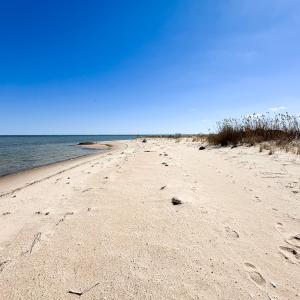 Photo #9 of Off Bay Tree Beach Rd, Seaford, VA 185.0 acres