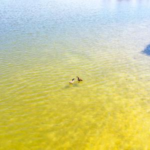 Photo #10 of Off Bay Tree Beach Rd, Seaford, VA 185.0 acres