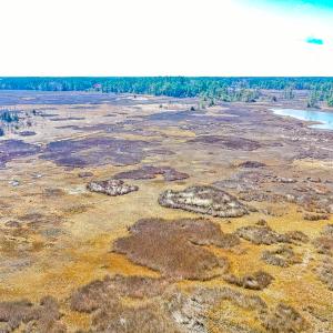 Photo #19 of Off Bay Tree Beach Rd, Seaford, VA 185.0 acres