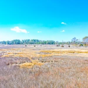Photo #27 of Off Bay Tree Beach Rd, Seaford, VA 185.0 acres