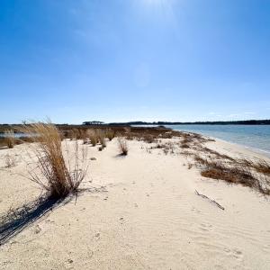 Photo #34 of Off Bay Tree Beach Rd, Seaford, VA 185.0 acres