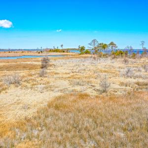 Photo #39 of Off Bay Tree Beach Rd, Seaford, VA 185.0 acres