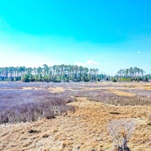 Photo #46 of Off Bay Tree Beach Rd, Seaford, VA 185.0 acres